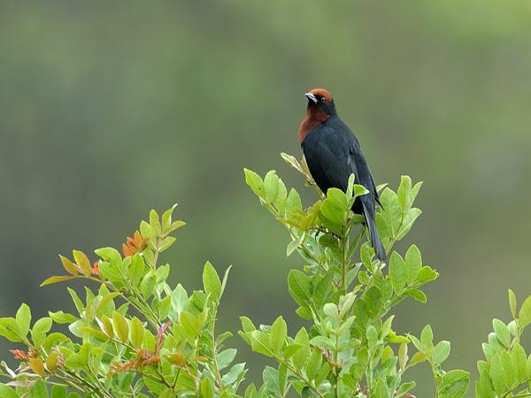 <h3><a href="/trips/salesopolis-2014/biota/animalia/chordata/aves/040 passeriformes/124 icteridae/chrysomus ruficapillus/chrysomus ruficapillus-nl.html">Chrysomus&nbsp;ruficapillus</a> / Chestnut‑capped&nbsp;blackbird / Bruinkaptroepiaal</h3>NIKON D7100 met AF-S Nikkor 300mm f/2.8G IF-ED VR II, 1/125 sec  bij F5.0, ISO 400, afstand 29.8&nbsp;m